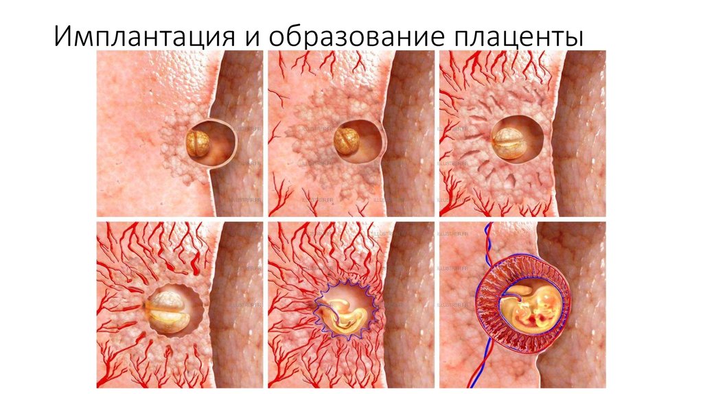 Имплантация и образование плаценты