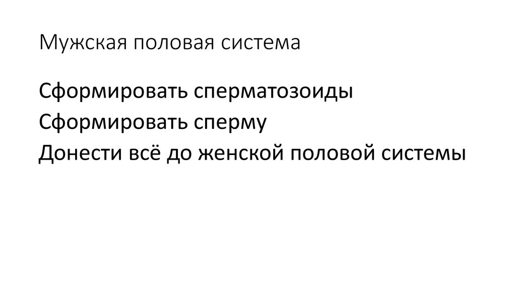 Мужская половая система