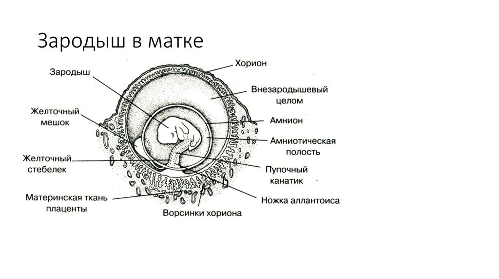 Эмбрион в матке рисунок