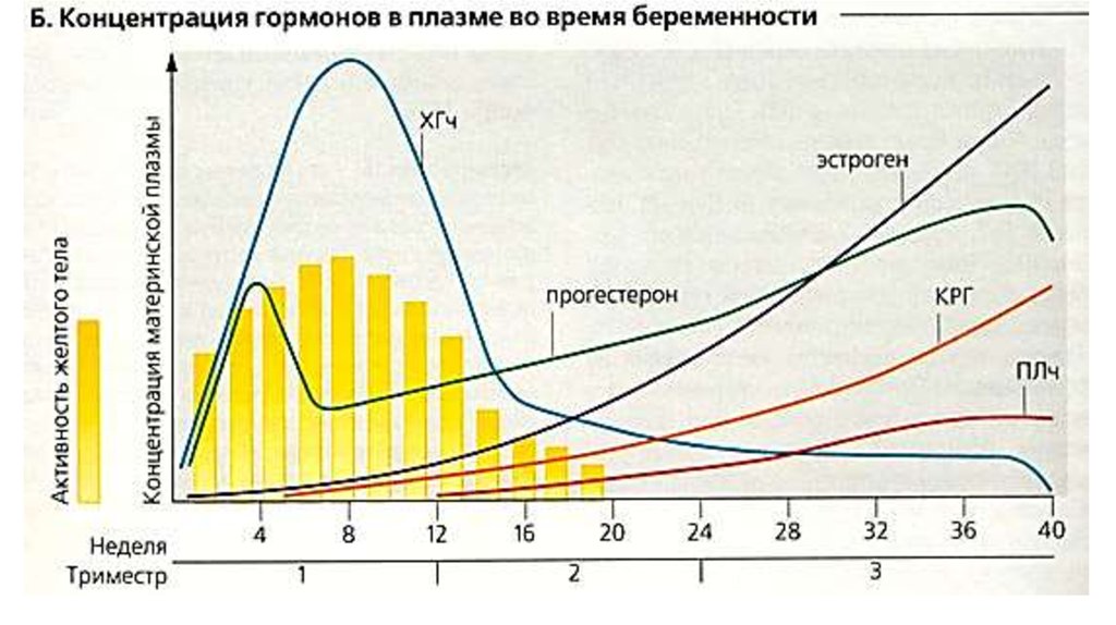 Гормональная регуляция беременности