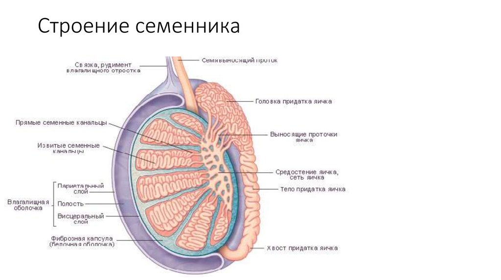 Строение семенника