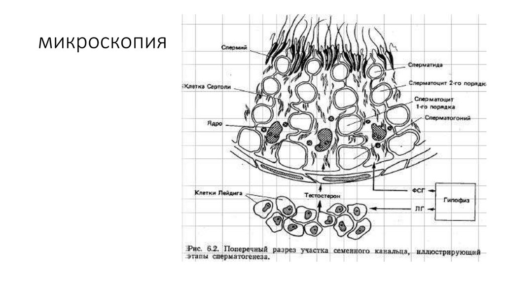 микроскопия