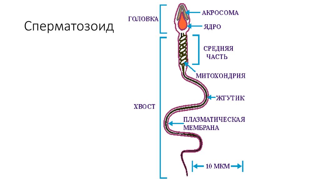 Сперматозоид