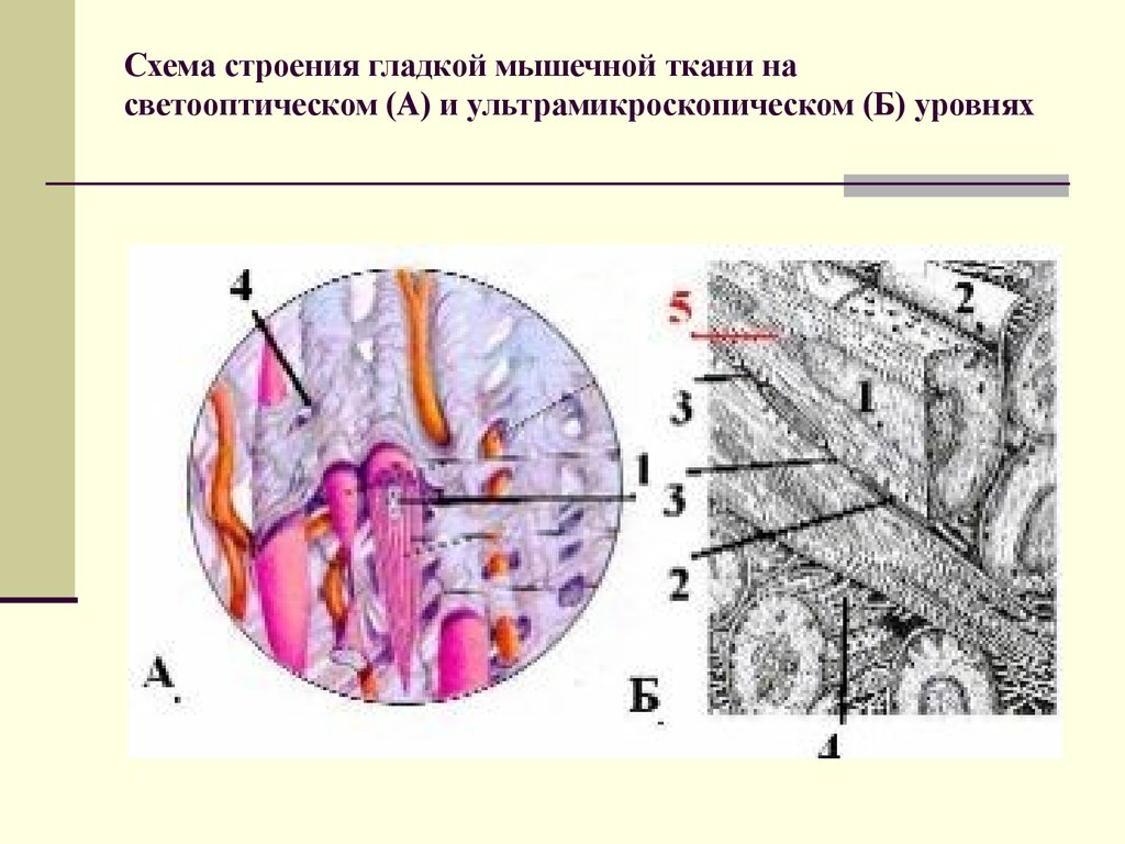 Схема изменения структуры гладкого миоцита до и после сокращения