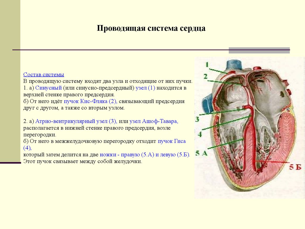 В состав какой системы входит сердце. Синусно-предсердный узел проводящей системы сердца. Проводящая система сердца патологические пучки. Синусно-предсердный узел (киса-Флека). Синусно-предсердный узел проводящей системы сердца расположен.