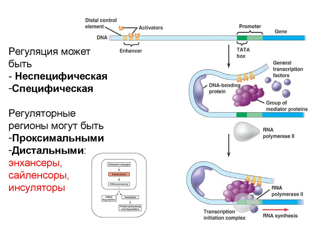 Геномная медицина презентация