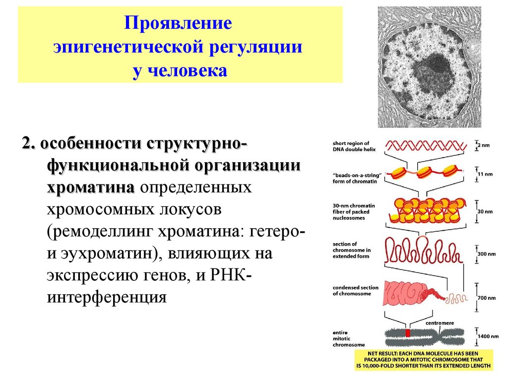 Хроматин формы