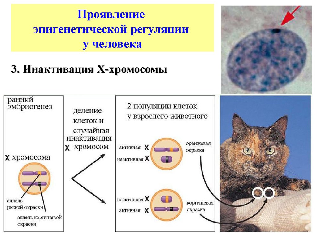 Понятие эпигенетика понятие биоинформатика презентация