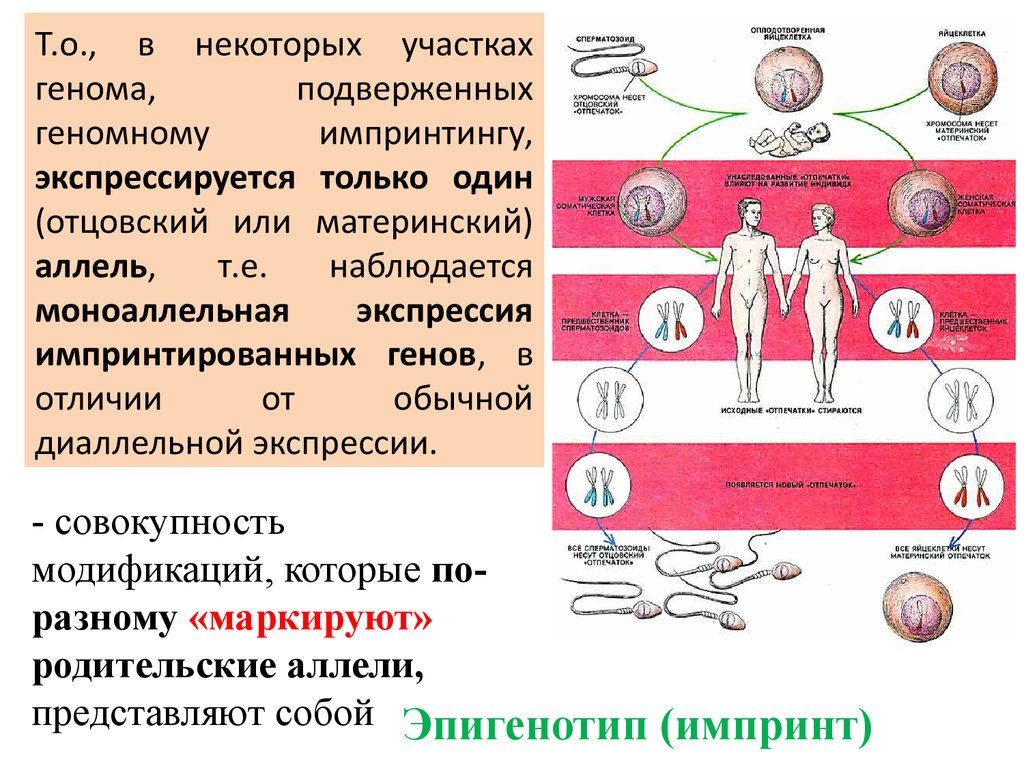 Болезни импринтинга