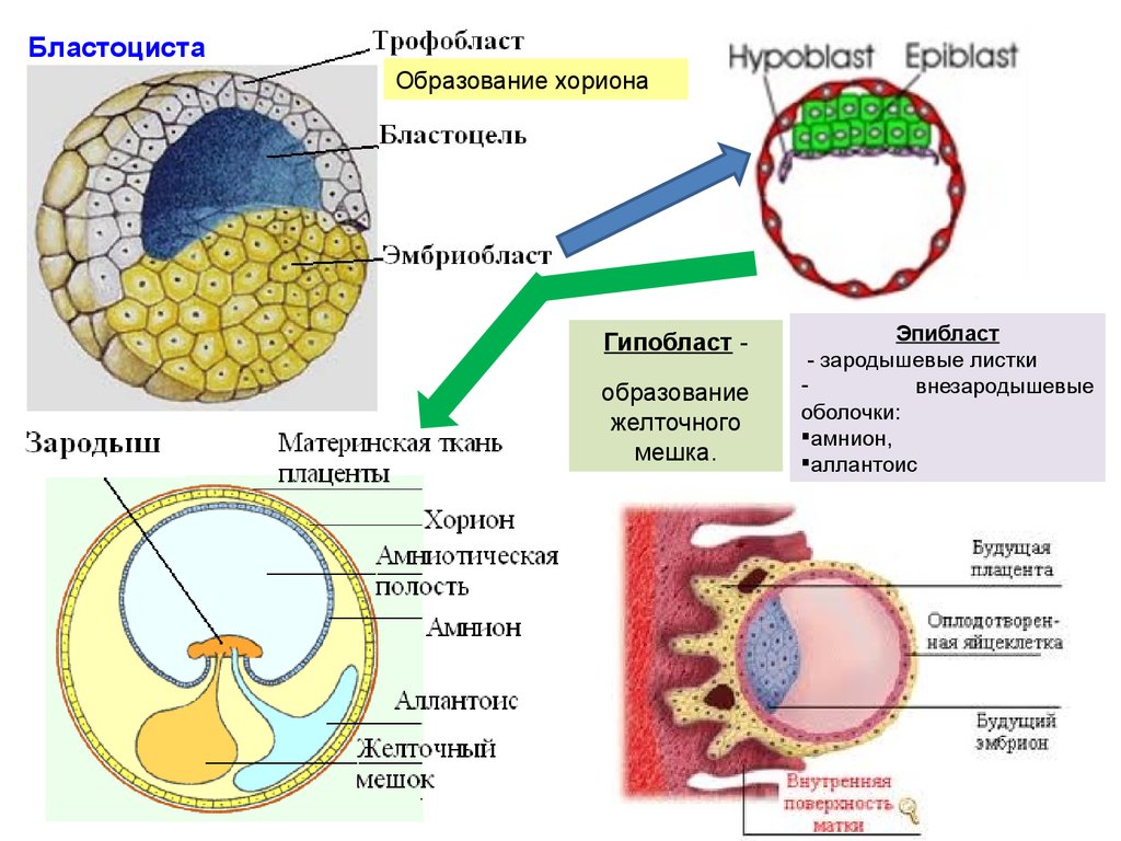 Бластоцель. Бластоцель бластоцисты. Бластоциста гипобласт. Морула трофобласт. Зародыш эмбриобласт и трофобласт.