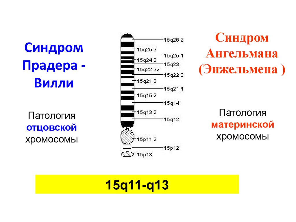 Материнская хромосома. Микроделеция хромосомы синдром Ангельмана. Карта х хромосомы человека.