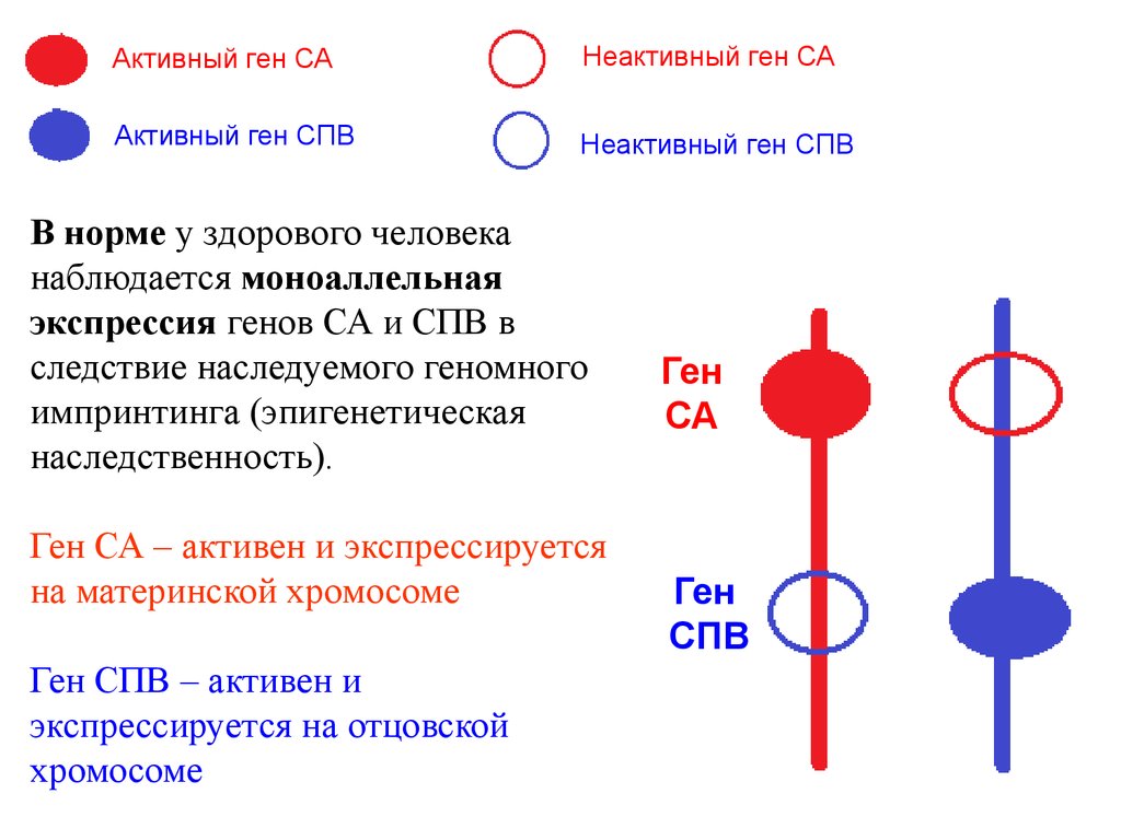 Какого цвета гена. Геномный импринтинг. Активные гены и неактивные гены. Генетический импринтинг. Импринтинговые гены.