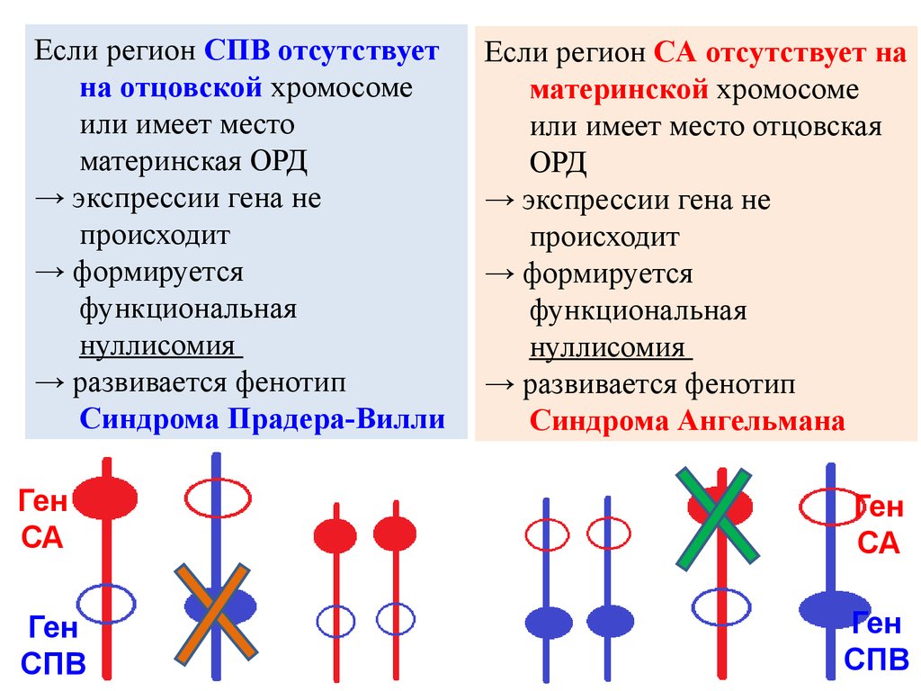 Место гена в хромосоме. Геномный импринтинг. Генетический импринтинг. Хромосомный импринтинг. Геномный импринтинг схема.