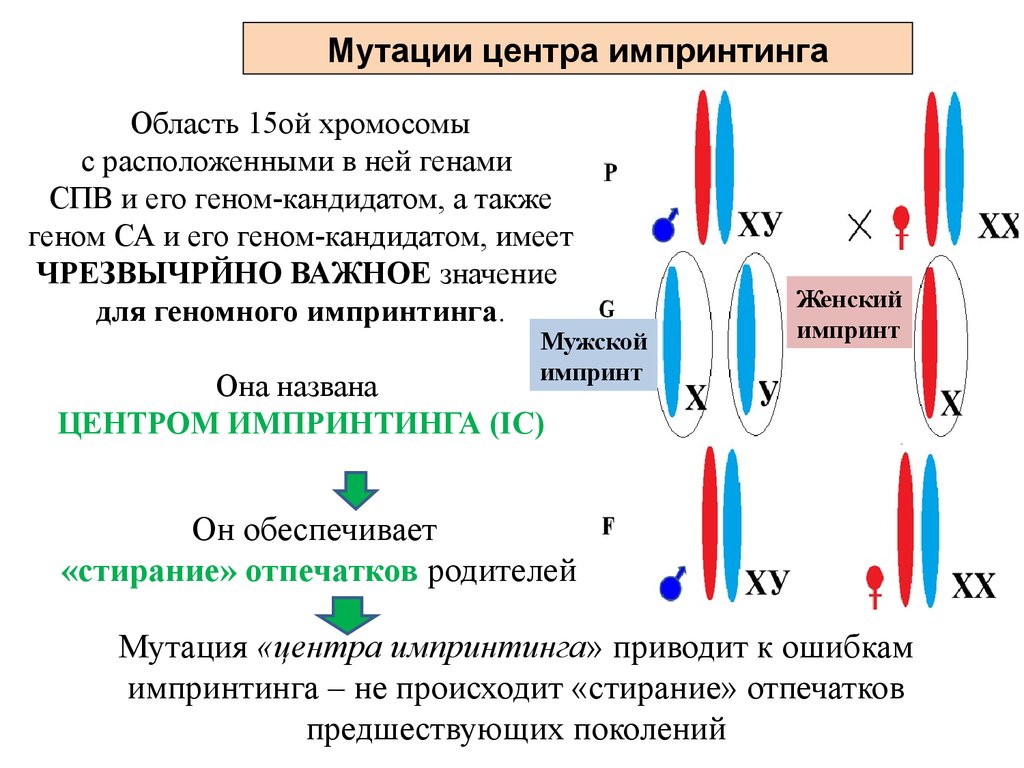 Импринтинг что это простыми