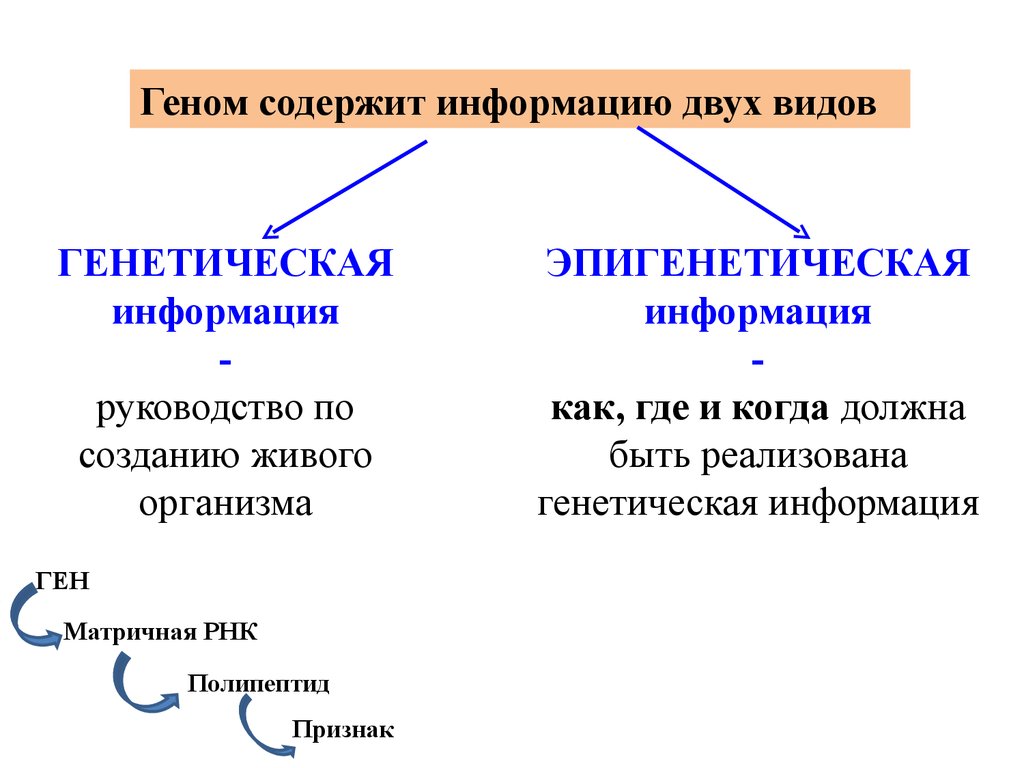 Виды генов. Уникальные гены. Виды геномов. Где содержатся уникальные гены. Какую информацию содержит ген.