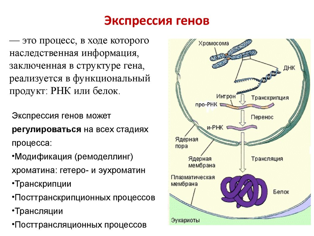 Синтез белка в бактериальной клетке. Последовательность этапов экспрессии генов у прокариот. Этапы экспрессии Гена и синтеза белка. Экспрессия генов в процессе биосинтеза белка. Процесс экспрессии генов.