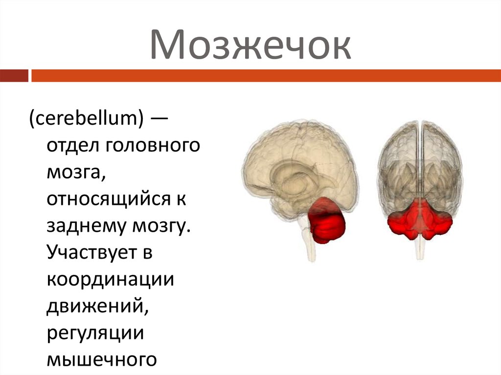 Координирует движения отдел мозга. Отделы головного мозга мозжечок. Мозжечок головного мозга. Головной мозг можеточек. Мозжечок относят к.