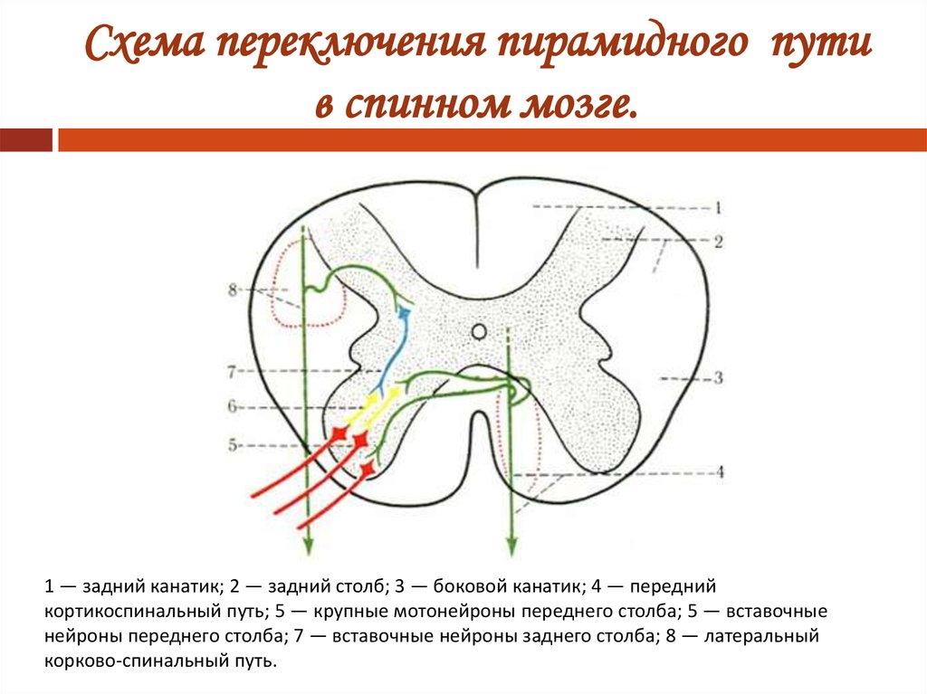 Латеральный корково спинномозговой