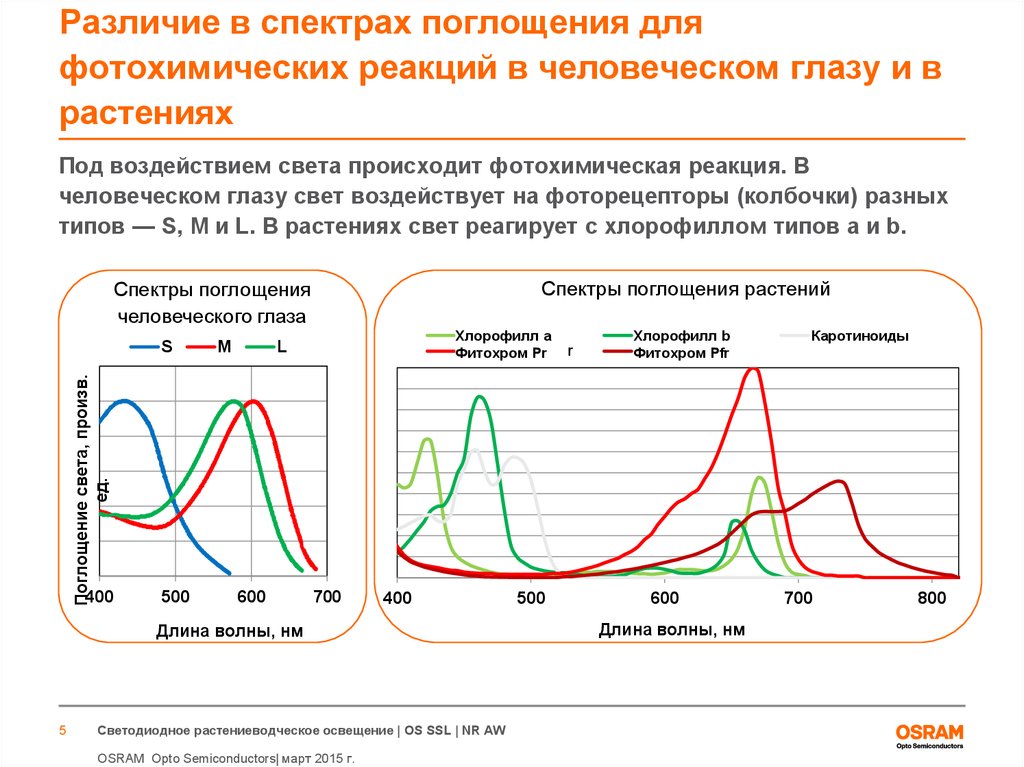 Хлорофиллы поглощают свет