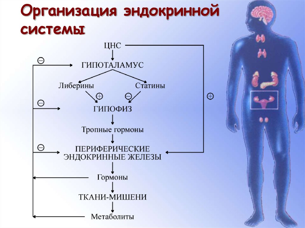 Гормоны периферических эндокринных желез