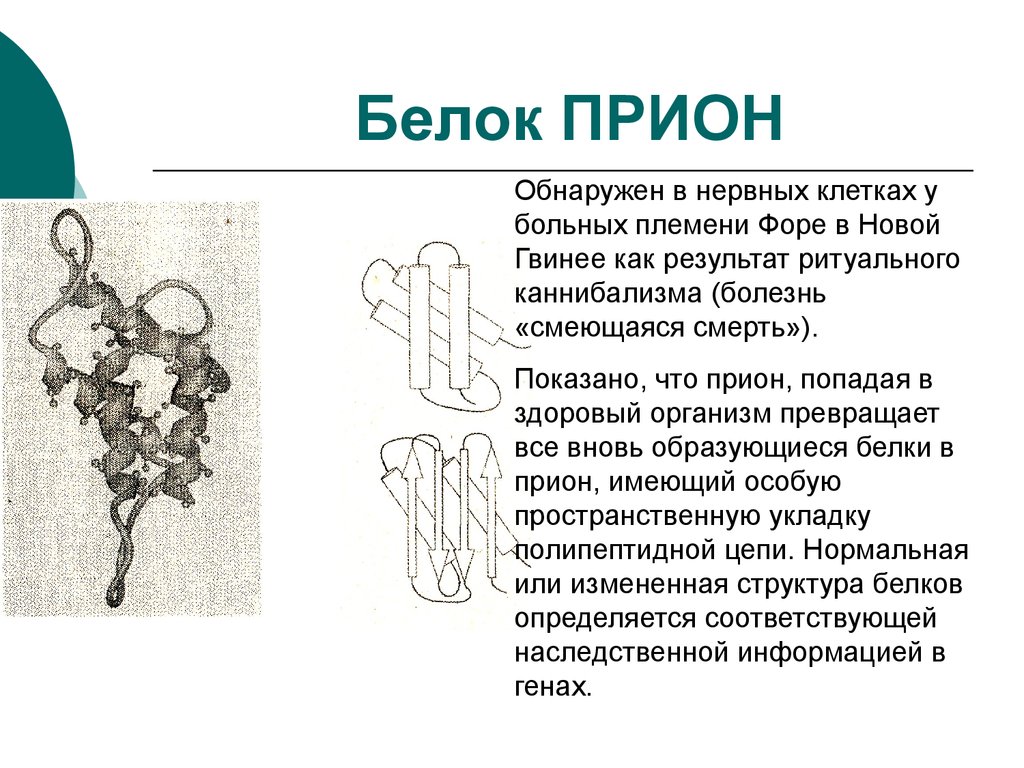 Презентация на тему прионы