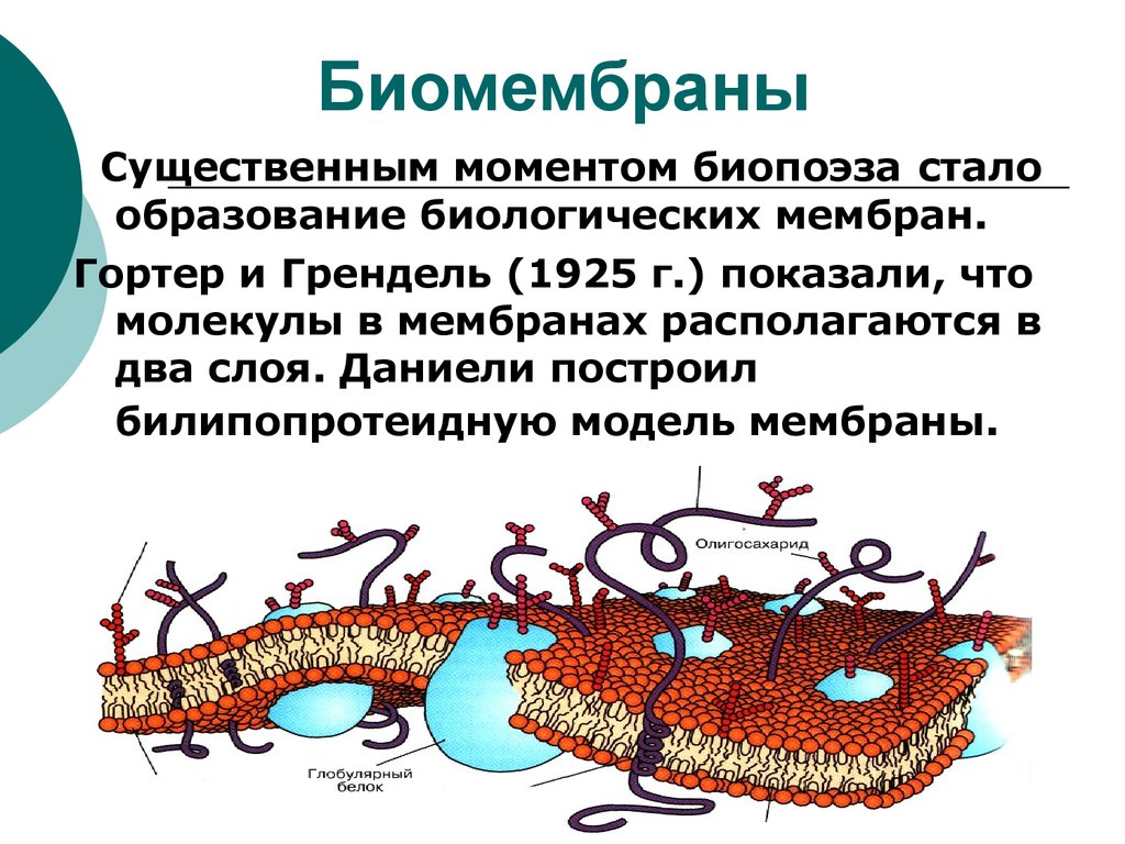Строение биомембраны. Формирование биомембран. Биомембраны строение и функции. Биологическая мембрана. Базальная мембрана функции