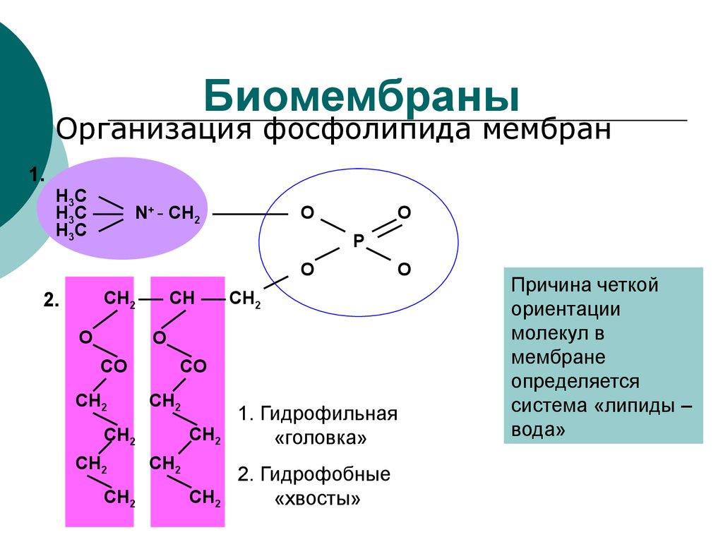 Гидрофобные молекулы. Межмолекулярные связи в биомембране:. Биомембраны фосфолипида. Биомембраны непроницаемы для:. Межмолекулярные взаимодействия в биомембранах.