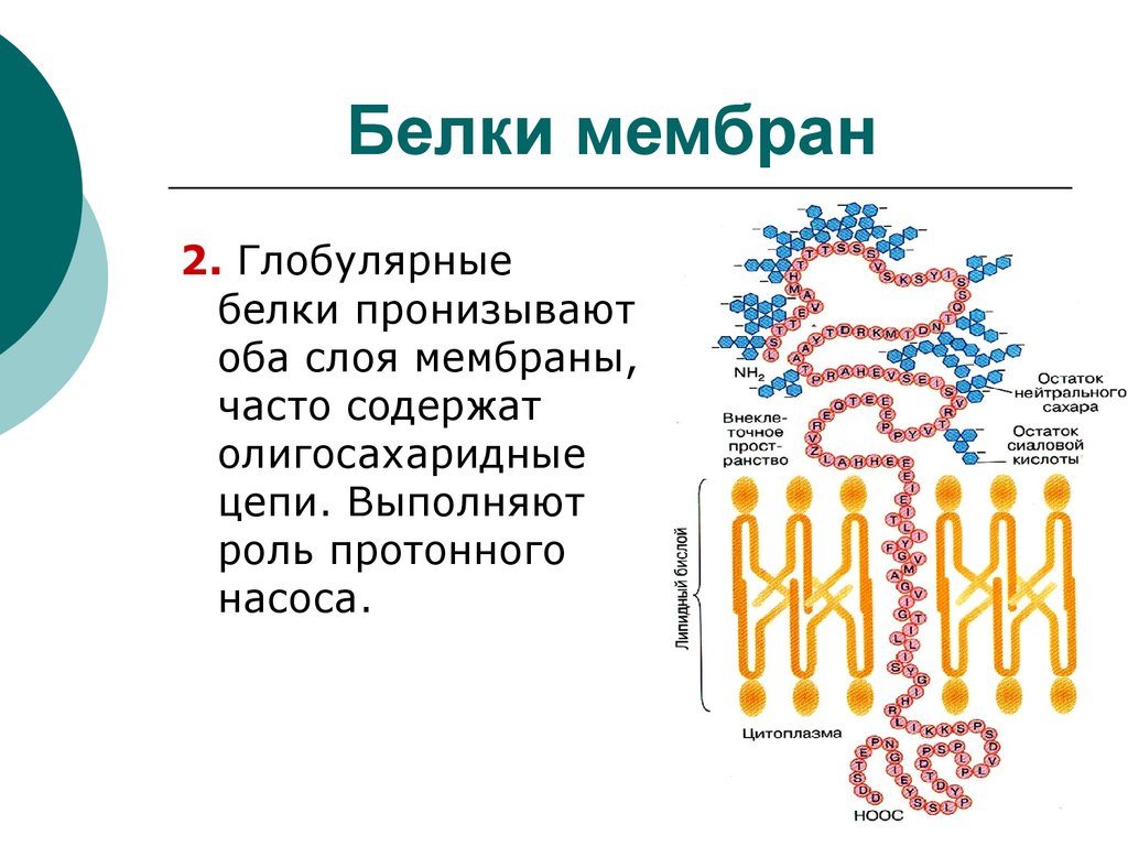 Белки мембраны функции. Строение мембраны белки. Белки в составе мембран. Пронизывающие белки мембраны. Первичная структура мембранных белков.