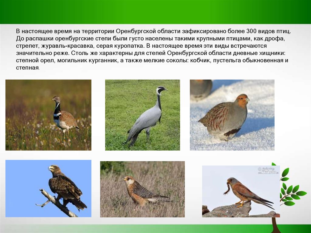 Какие птицы водятся в волгоградской области фото и название