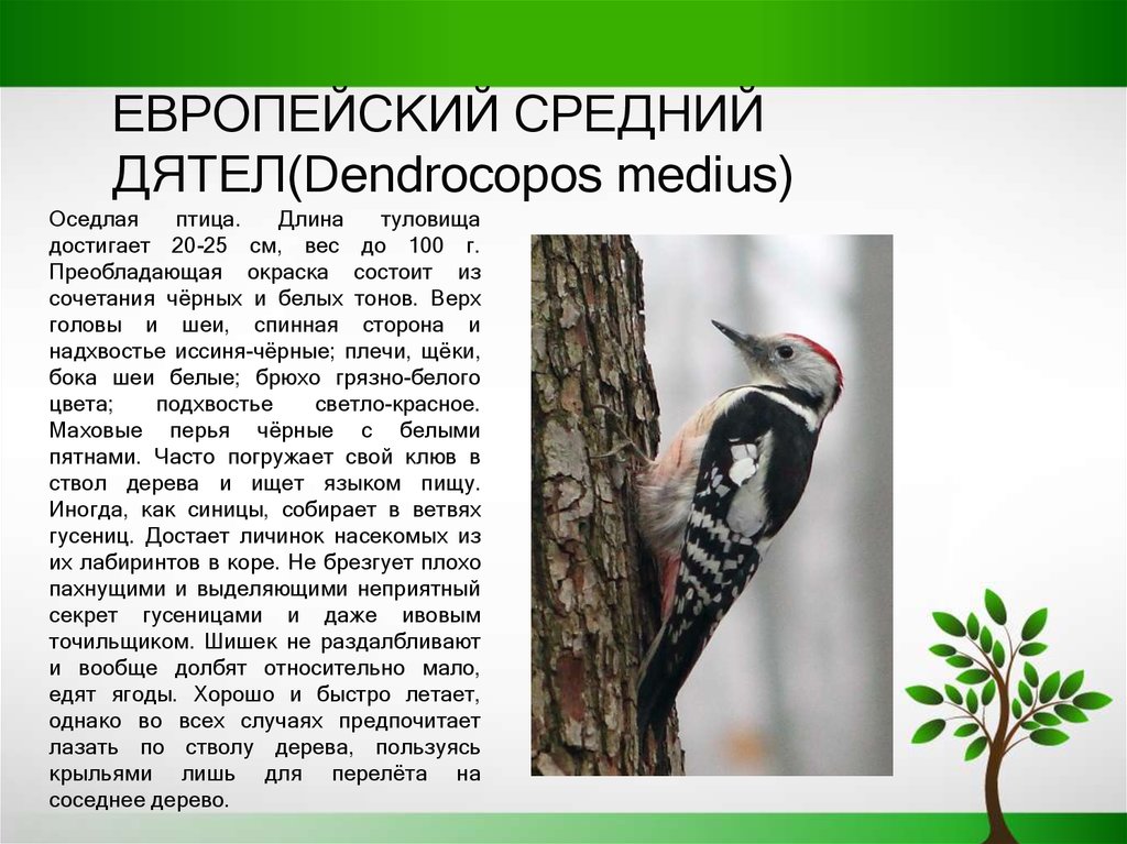 Текст про дятла. Европейский средний дятел красная книга Белгородской области. Европейский средний пестрый дятел. Средний дятел (Dendrocopos Medius). Дятел описание птицы.