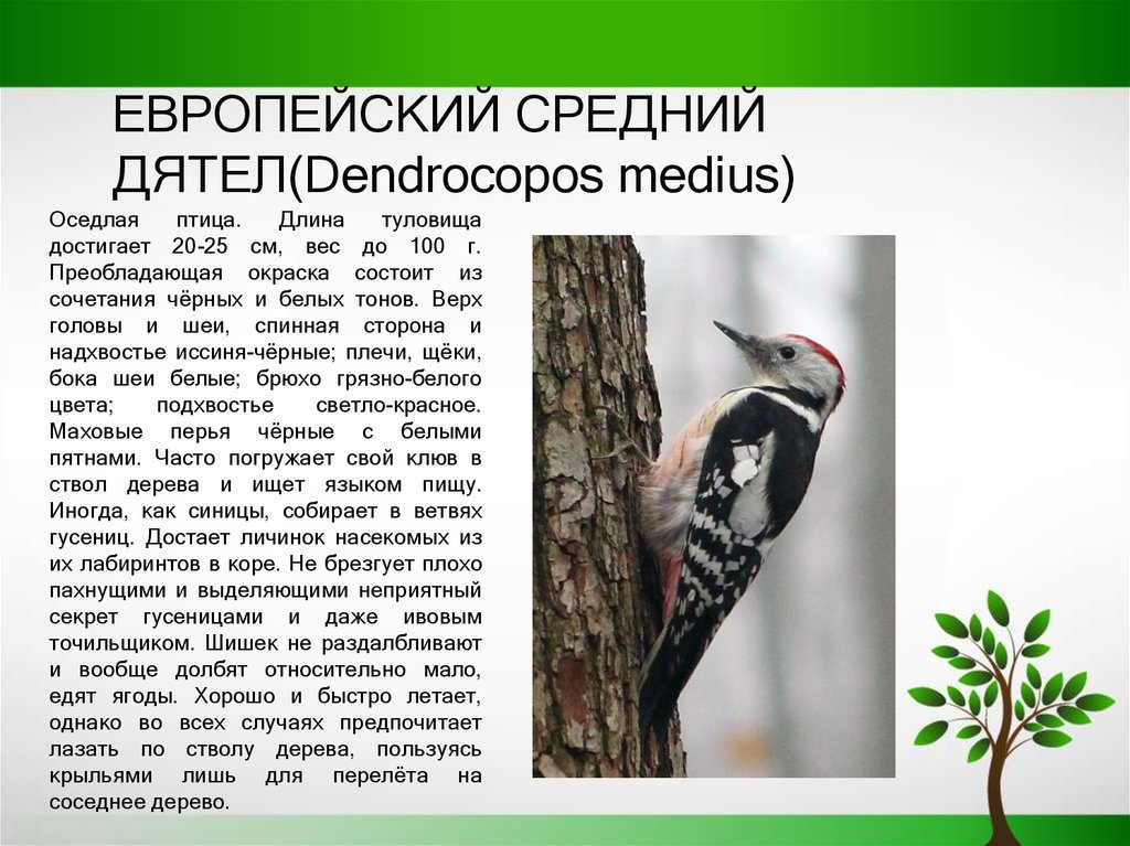 Прочитайте описание экологии некоторых видов дятлов. Средний пёстрый дятел описание. Дятел оседлая птица. Дятел красная книга. Дятел в Белгородской области.