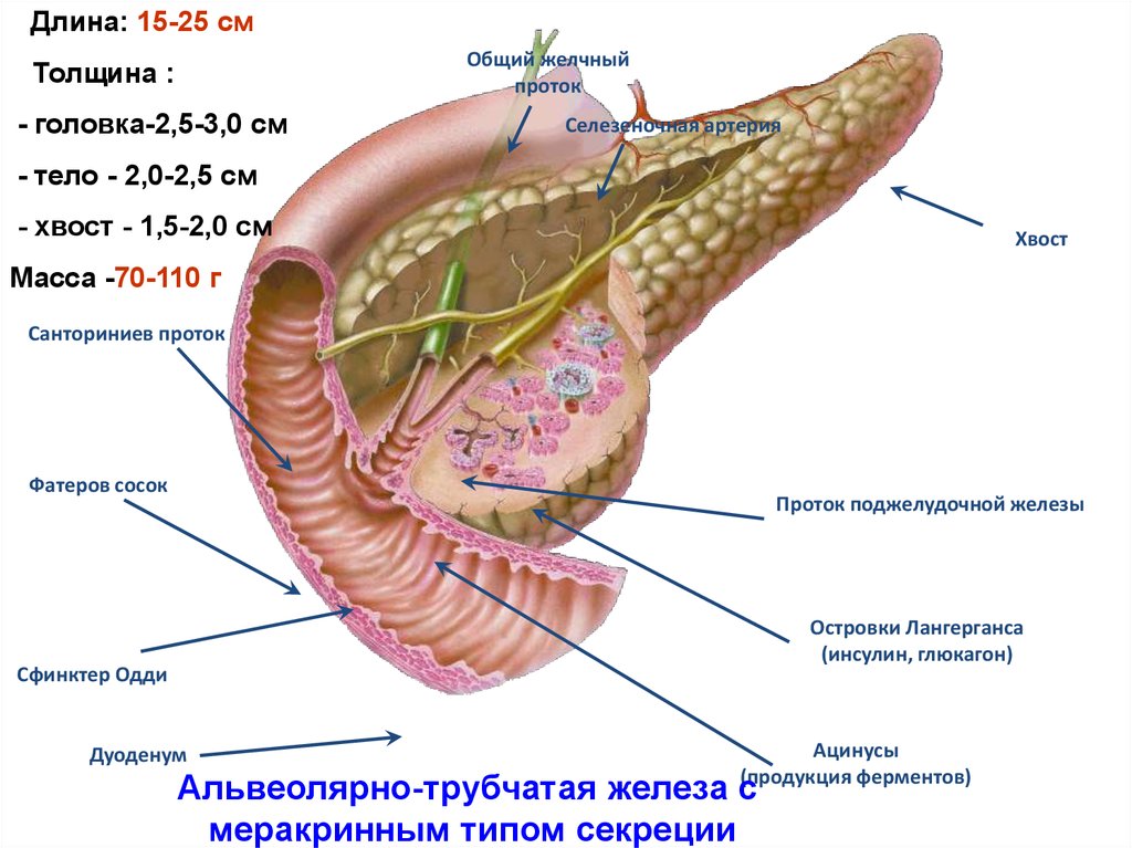 Поджелудочная железа головка. Выводной проток поджелудочной железы. Санториниев проток поджелудочной железы. Вирсунгов проток анатомия. Сфинктер протока поджелудочной железы.