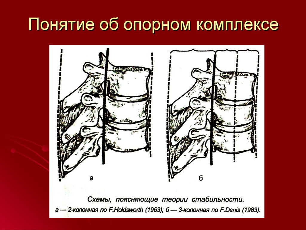 Ортопедия. Анатомо-функциональные особенности позвоночника