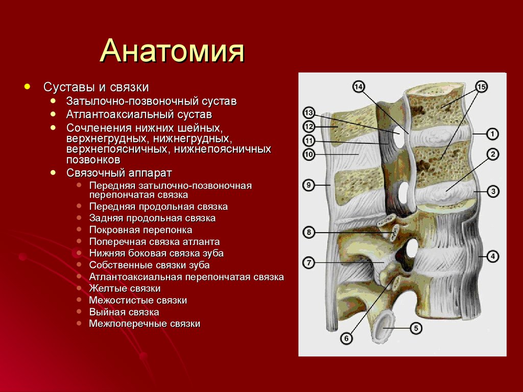 Соединения позвоночника суставы. Связочный аппарат позвоночника анатомия. Суставы позвоночного столба. Передняя продольная связка шейного отдела позвоночника. Межпозвоночный сустав строение.