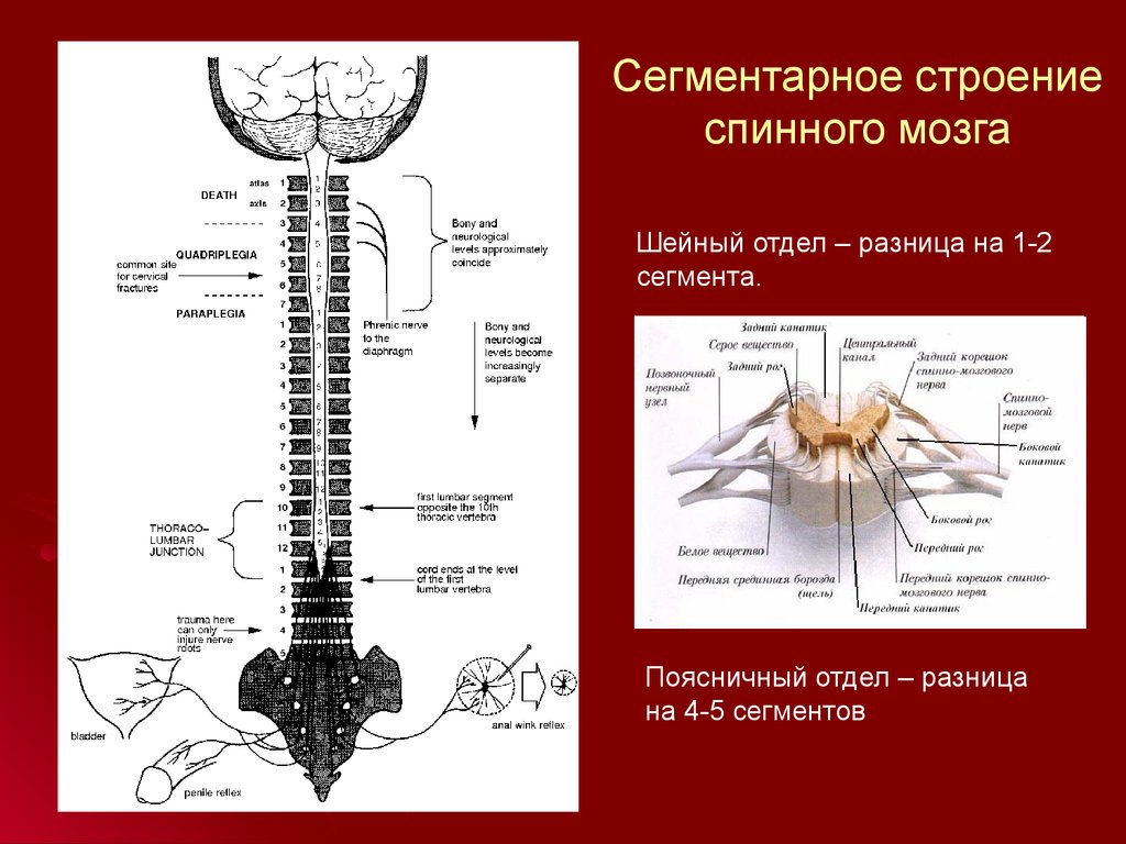 Отдел отличаться. Схема сегментарного строения спинного мозга. Спинной мозг шейный отдел анатомия. Люмбальный отдел спинного мозга. Строение поясничного отдела спинного мозга.