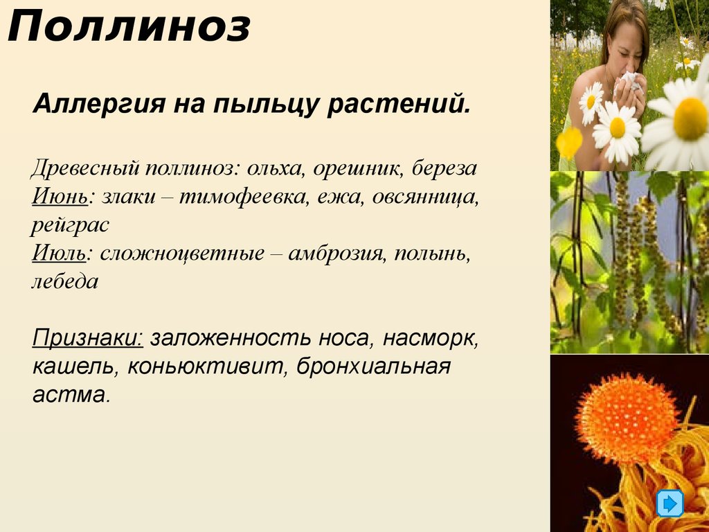 Пыльца растений является. Пыльца поллиноз Тимофеевка. Аллергия на пыльцу. Поллиноз (аллергия на пыльцу). Аллергия на пыльцу растений.
