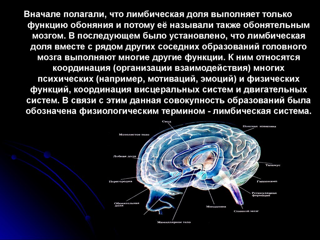 Лимбическая структура мозга. Лимбическая система неврология. Лимбическая система головного мозга рептильный мозг. Базальные ганглии и лимбическая система. Лимбическая система при повреждении.