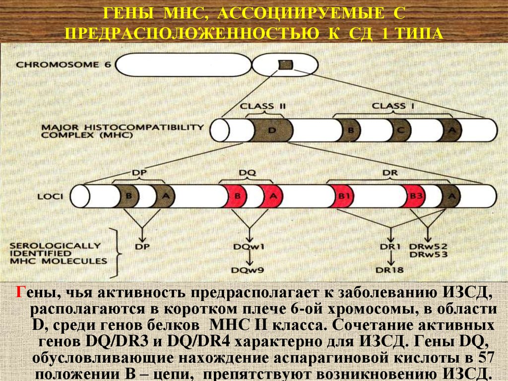 Гена тип. Гены предрасположенности к сахарному диабету. Виды генов. Гены типы. Гены сд1.