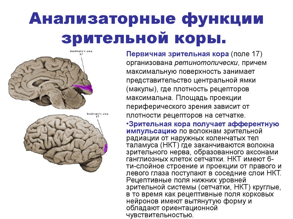 Первичные поля мозга. Функции зрительной зоны головного мозга.
