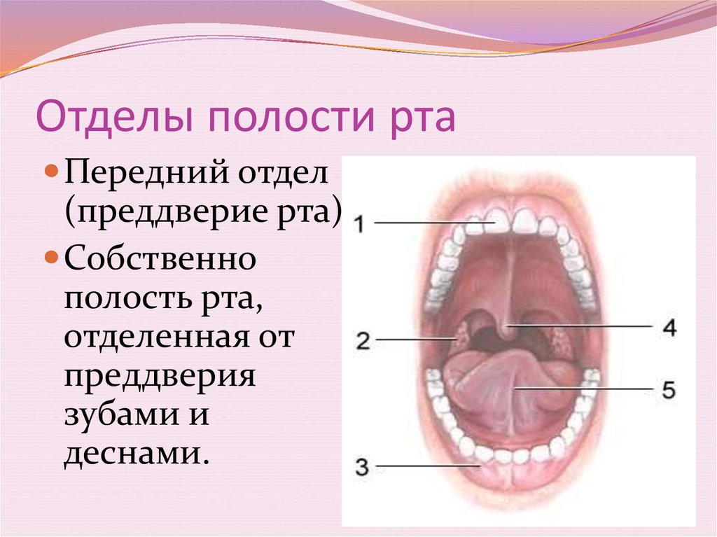 Пространства полости рта. Строение ротовой полости. Альвеола (ротовая полость). Собственная полость рта анатомия.