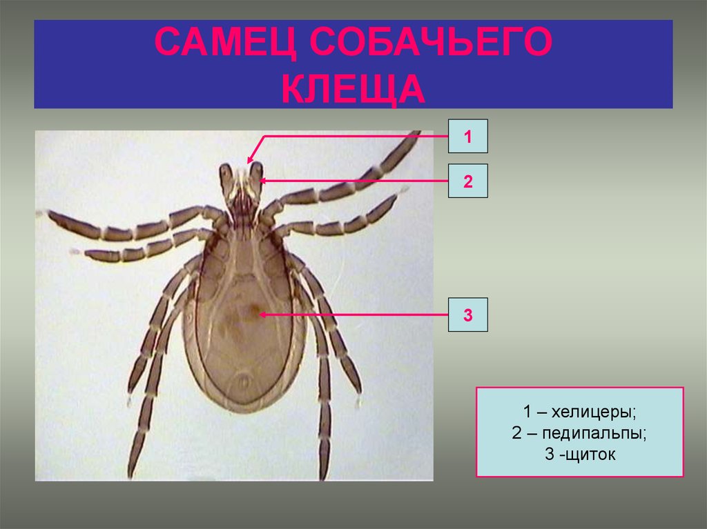 Ротовой аппарат таежного клеща рисунок