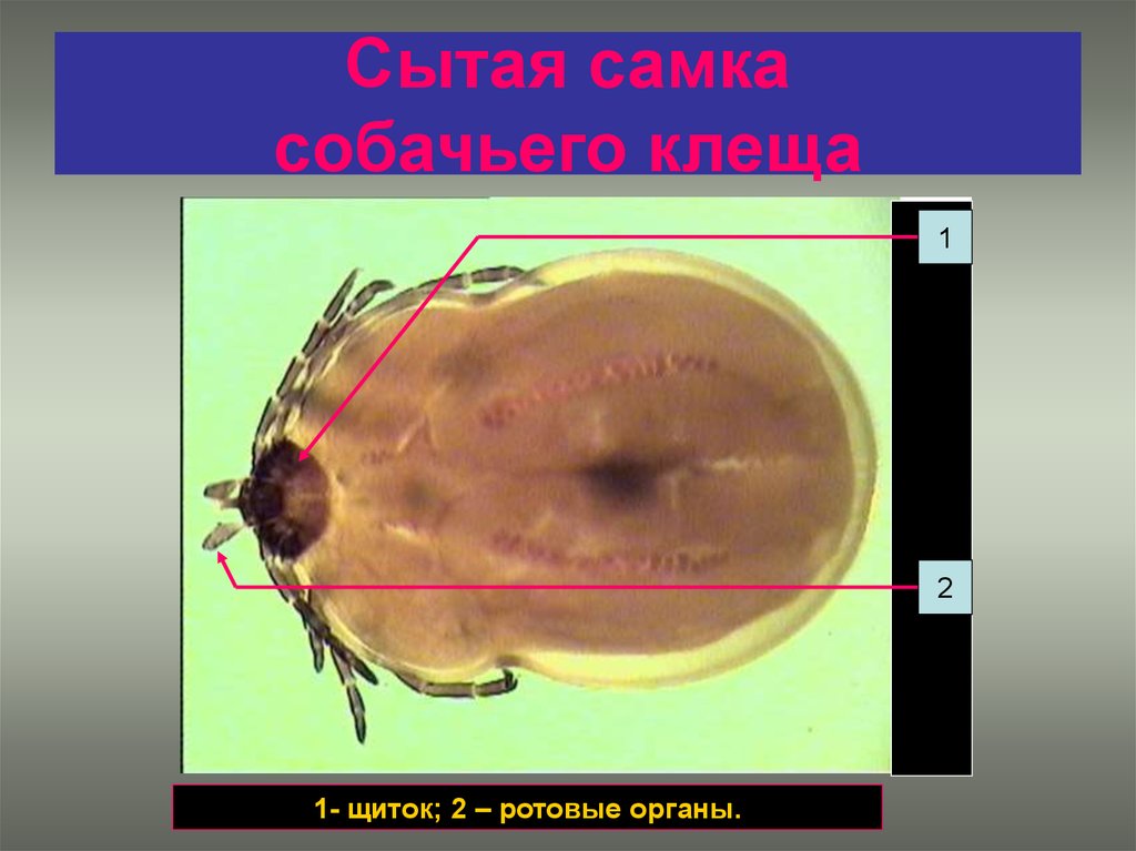 Щитки клещей. Щиток собачьего клеща. Клещи арахноэнтомология. Медицинская арахноэнтомология презентация.