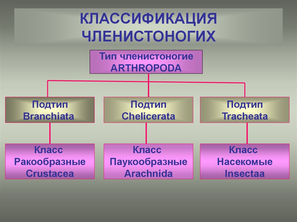 Классификация типа членистоногие. Классификация членистоногих латынь. Систематика типа Членистоногие. Членистоногие таксономия.
