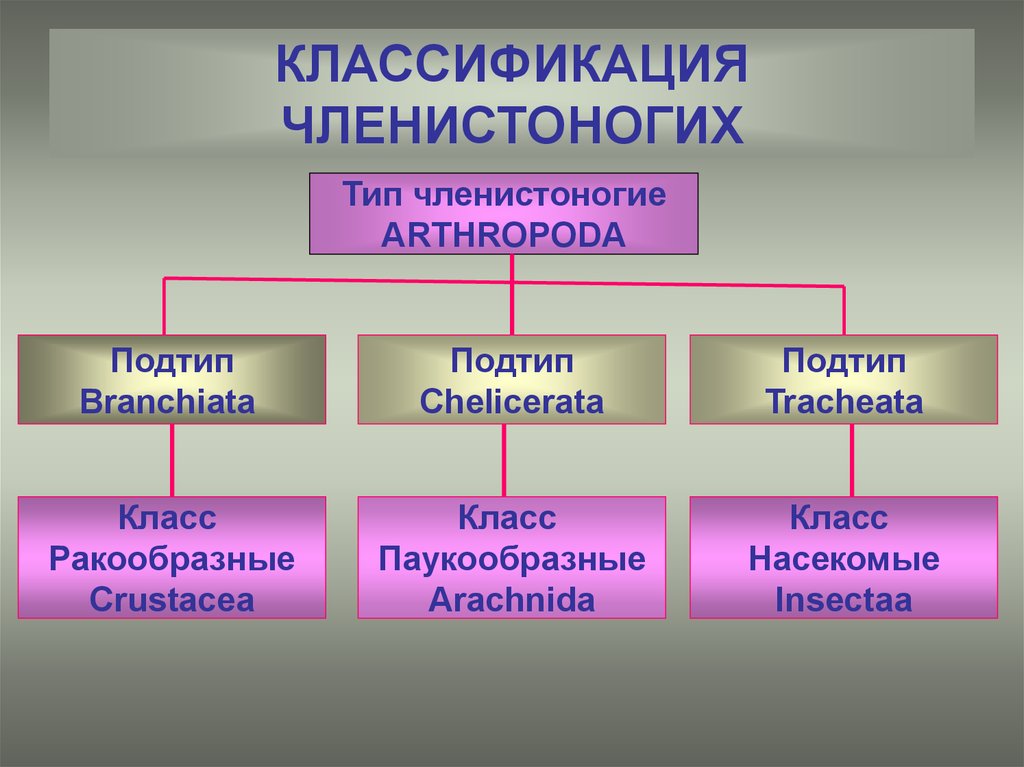 Членистоногие виды. Классификация членистоногих схема. Тип Членистоногие схема. Классификация типа Членистоногие. Классификация членистоногих на латыни.