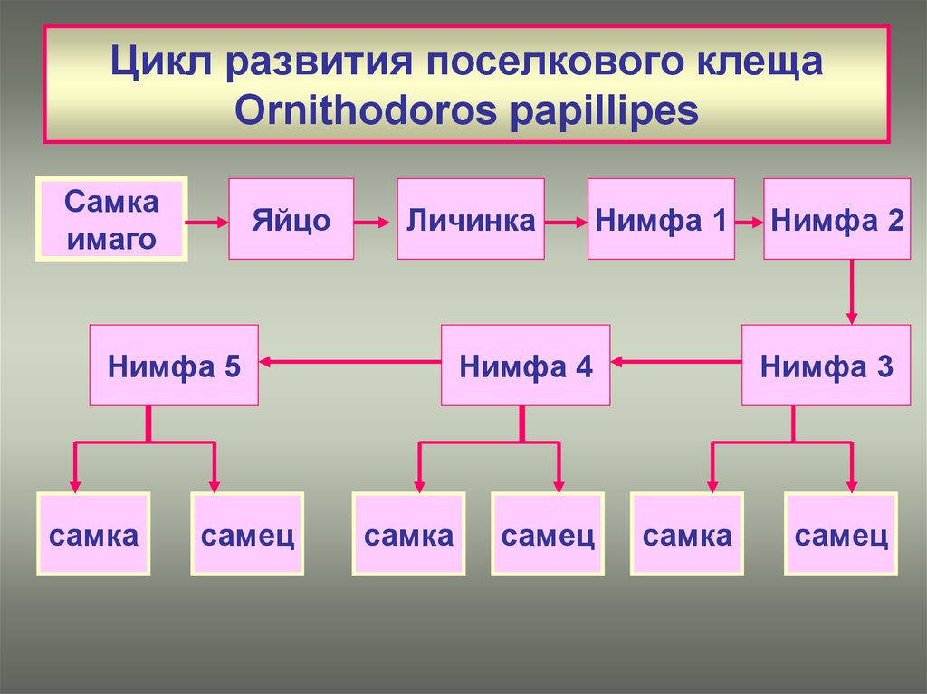 Схема развития ornithodorus papillipes