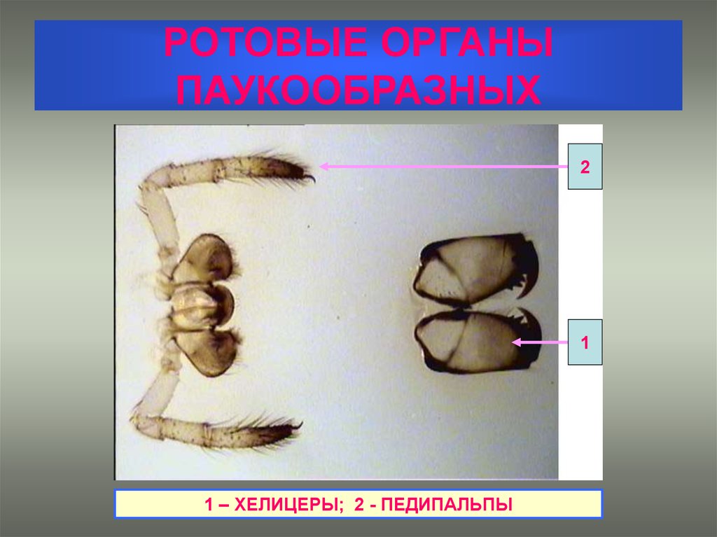 Хелицеры и педипальпы паука рисунок с подписями