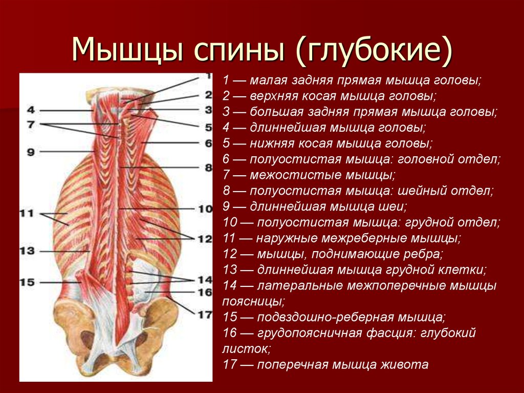 Глубокая поясница. Мышцы спины глубокий слой анатомия. Поверхностный слой глубоких мышц спины. Мышцы спины 2 слой анатомия человека. Глубокие мышцы поясницы анатомия.