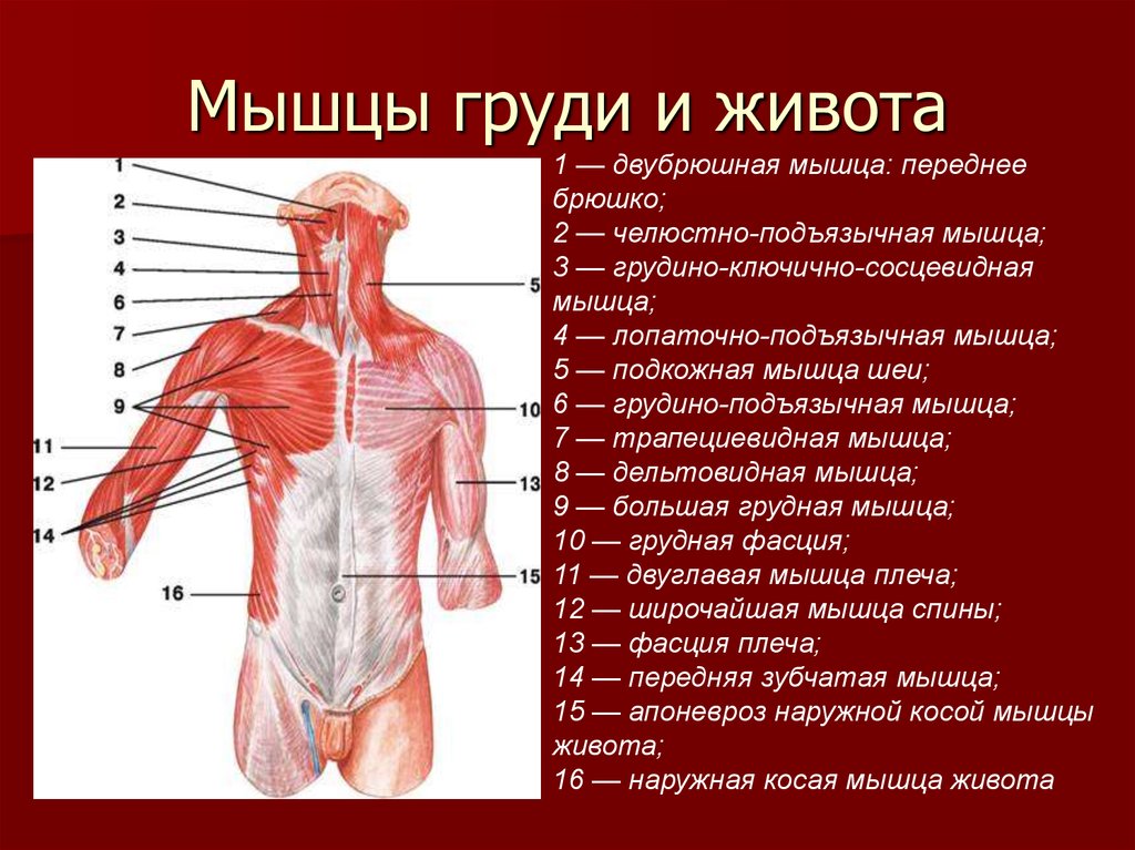 Фасции спины. Мышцы грудного отдела спереди. Поверхностные мышцы туловища спереди. Мышцы туловища спереди характеристики. Мышцы туловища спереди таблица.