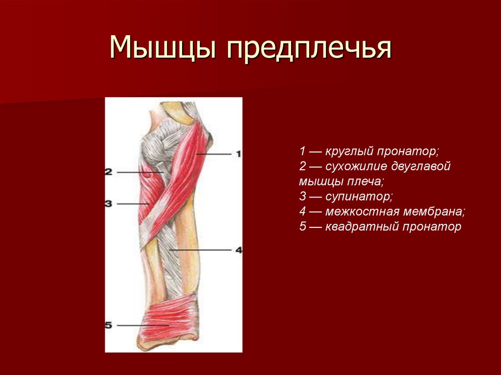 Квадратный пронатор. Круглый пронатор мышца предплечья. Круглый пронатор анатомия. Мышцы пронаторы и супинаторы. Пронатор и супинатор предплечья.