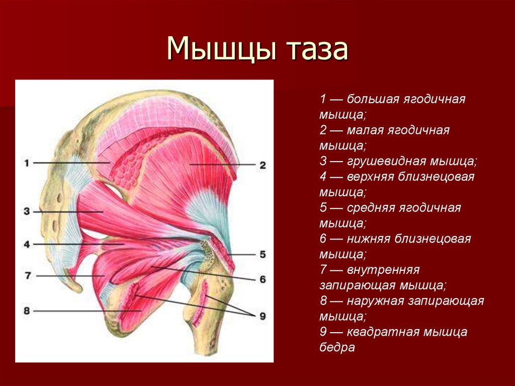 Какая мышца изображена на рисунке. Внутренние мышцы таза анатомия. Мышцы тазового пояса анатомия. Внутренние мышцы тазового пояса.